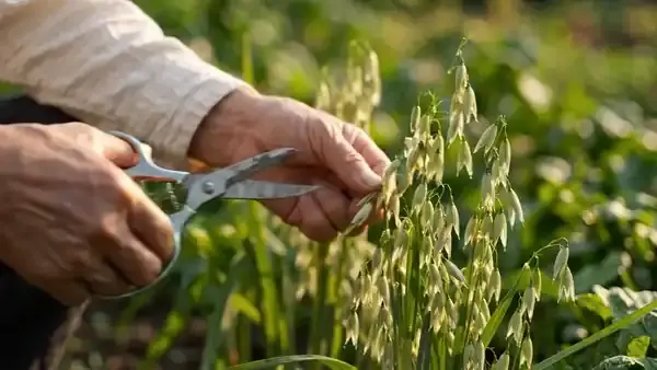 A hand cutting green oat stems in a garden and setting them in a jar of water on a windowsill